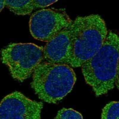 Immunocytochemistry/ Immunofluorescence: NLRC5 Antibody [NBP3-17901]