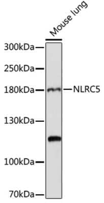 Western Blot: NLRC5 AntibodyAzide and BSA Free [NBP2-94762]