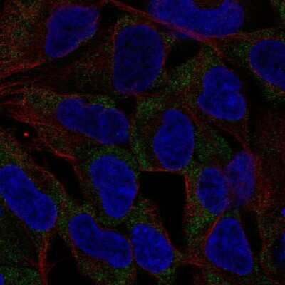 Immunocytochemistry/ Immunofluorescence: NLRP11 Antibody [NBP2-69058]