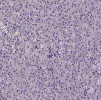 Immunohistochemistry-Paraffin: NLRP11 Antibody [NBP1-92186]