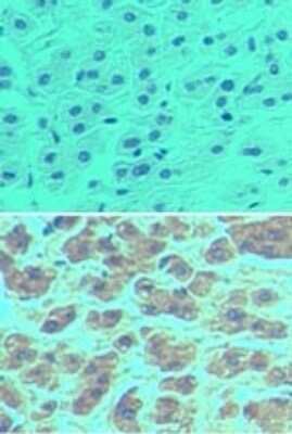 Immunohistochemistry-Paraffin: NLRP11 Antibody [NBP2-24688]