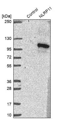 Western Blot: NLRP11 Antibody [NBP1-92186]