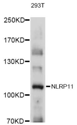 Western Blot: NLRP11 AntibodyAzide and BSA Free [NBP2-93812]