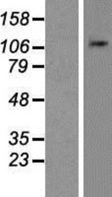 Western Blot: NLRP11 Overexpression Lysate [NBP2-05526]