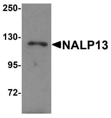 Western Blot: NLRP13 AntibodyBSA Free [NBP1-76294]