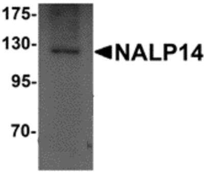 Western Blot: NLRP14 AntibodyBSA Free [NBP2-81748]