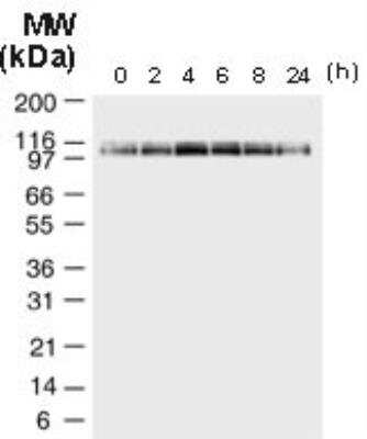 Western Blot: NLRP2/NALP2 Antibody [NB100-56154]