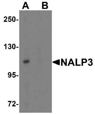 Western Blot: NLRP3/NALP3 AntibodyBSA Free [NBP1-77080]