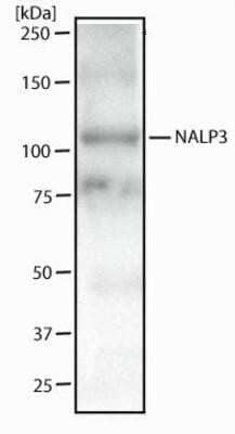 Western Blot: NLRP3/NALP3 Antibody (25N10E9)Azide and BSA Free [NBP2-80881]