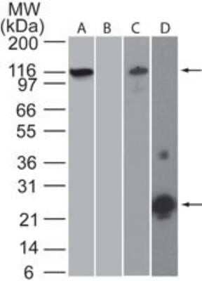 Western Blot: NLRP3/NALP3 Antibody (25N10E9)Azide and BSA Free [NBP2-80881]