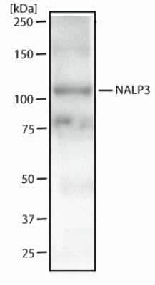 Western Blot: NLRP3/NALP3 Antibody (25N10E9)BSA Free [NBP2-03948]