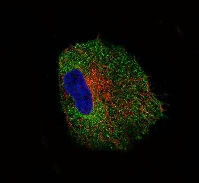 Immunocytochemistry/ Immunofluorescence: NLRP3/NALP3 Antibody (CL0210) [NBP2-52879]