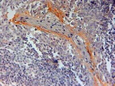 Immunohistochemistry-Paraffin: NLRP3/NALP3 Antibody [NB100-41104]