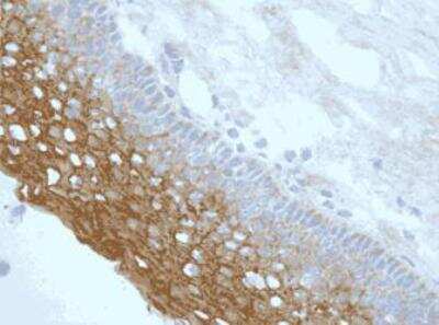 Immunohistochemistry-Frozen: NLRP3/NALP3 Antibody (Nalpy3-b) - BSA Free [NBP1-97601]