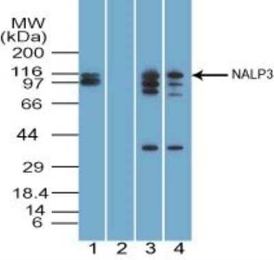 Western Blotting of NLRP3/NALP3 in Multiple Species