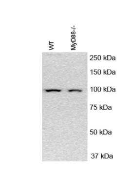 Western Blot Analysis of NLRP3/NALP3 in Mouse Cell Lysate