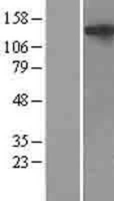 Western Blot: NLRP5 Overexpression Lysate [NBL1-13676]