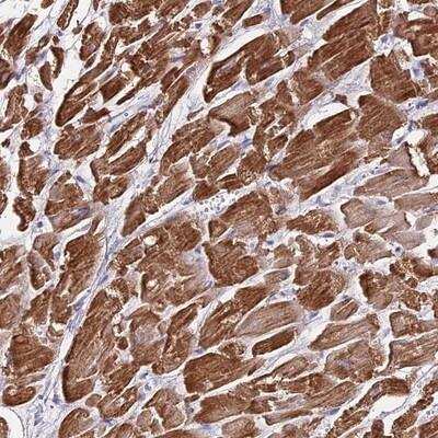 Immunohistochemistry-Paraffin: NLRP9 Antibody [NBP1-94098]