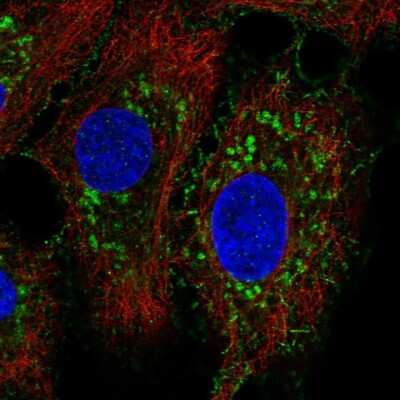 Immunocytochemistry/ Immunofluorescence: NLRX1 Antibody [NBP2-56975]