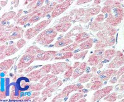 Immunohistochemistry-Paraffin: NLRX1 Antibody [NBP2-27198]