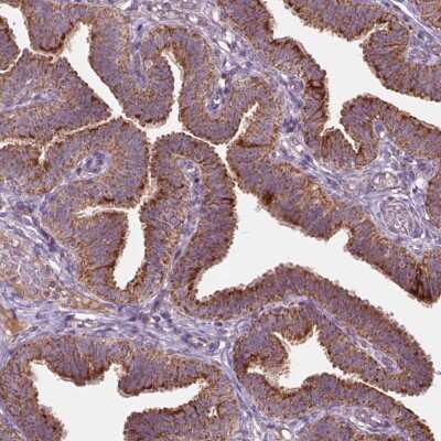 Immunohistochemistry-Paraffin: NLRX1 Antibody [NBP2-56975]