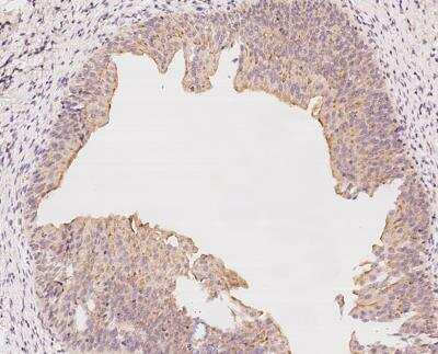 Immunohistochemistry-Paraffin: NLRX1 Antibody [NBP3-12566]