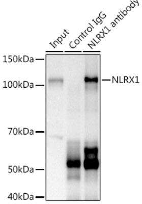 Immunoprecipitation: NLRX1 Antibody - Azide and BSA Free [NBP2-93355]