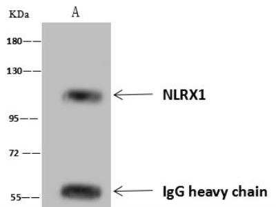 Immunoprecipitation: NLRX1 Antibody [NBP3-12566]