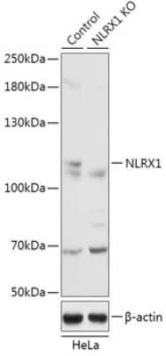 Knockout Validated: NLRX1 Antibody - Azide and BSA Free [NBP3-03820]