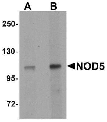 Western Blot: NLRX1 AntibodyBSA Free [NBP1-76287]