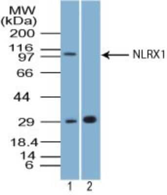 Western Blot: NLRX1 Antibody [NBP2-27198]