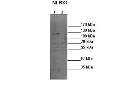 Western Blot: NLRX1 Antibody [NBP2-87928]