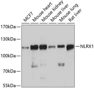 Western Blot: NLRX1 AntibodyAzide and BSA Free [NBP2-93355]