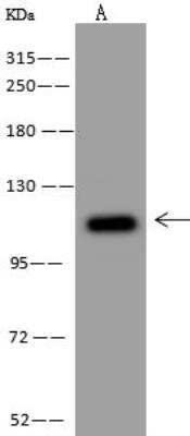 Western Blot: NLRX1 Antibody [NBP3-12566]