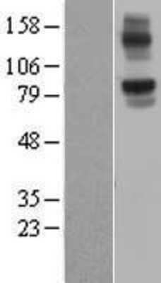 Western Blot: NLRX1 Overexpression Lysate [NBL1-13677]