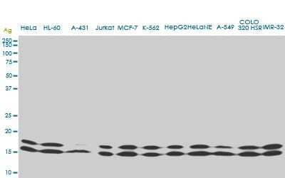 Western Blot: NM23-H1 Antibody (1D7) [H00004830-M02]