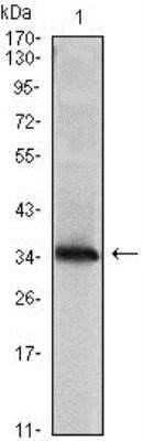 Western Blot: NM23-H1 Antibody (4B2)BSA Free [NBP1-47398]