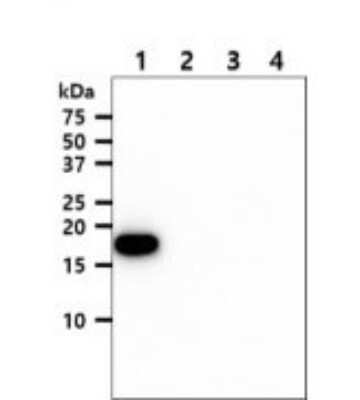 Western Blot: NM23-H1 Antibody (5F4)BSA Free [NBP2-59498]
