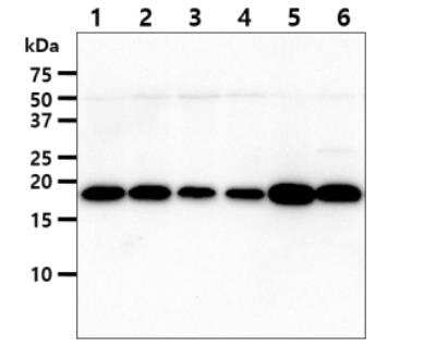 Western Blot: NM23-H1 Antibody (5F4)BSA Free [NBP2-59498]