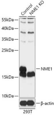 Knockout Validated: NM23-H1 Antibody - Azide and BSA Free [NBP3-03013]