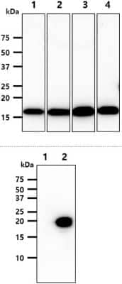 Western Blot: NM23-H2/NME2 Antibody (2E3)BSA Free [NBP2-60241]