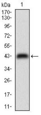 Western Blot: NM23-H2/NME2 Antibody (4G7A8)BSA Free [NBP2-52519]