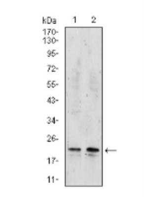 Western Blot: NM23-H2/NME2 Antibody (4G7A8)BSA Free [NBP2-52519]