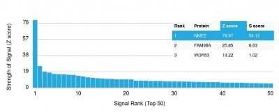 Protein Array: NM23-H2/NME2 Antibody (CPTC-NME2-2) - Azide and BSA Free [NBP2-79873]