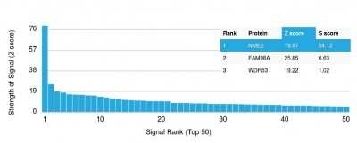 Protein Array: NM23-H2/NME2 Antibody (CPTC-NME2-2) [NBP2-79738]