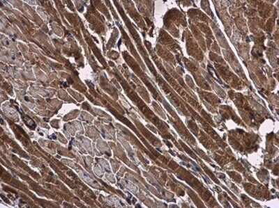 Immunohistochemistry-Paraffin: NMD3 Antibody [NBP3-12931]