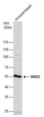 Western Blot: NMD3 Antibody [NBP3-12931]