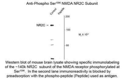 Western Blot: NMDAR2C [p Ser1096] Antibody [NBP2-29516]