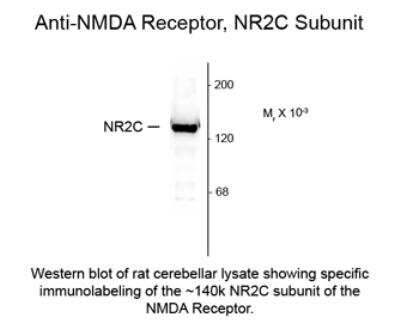 Western Blot: NMDAR2C AntibodyAzide and BSA Free [NB300-107]