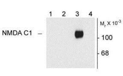 Western Blot: NMDA R, NR1 Subunit AntibodyAzide and BSA Free [NB300-115]